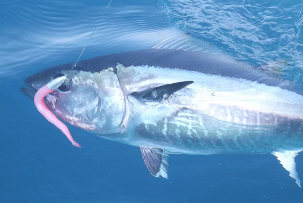 Bluefin Tuna – An amazing, fishy feat of nature