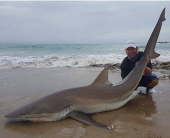 A shore caught Bronze Whaler Shark from South Africa.